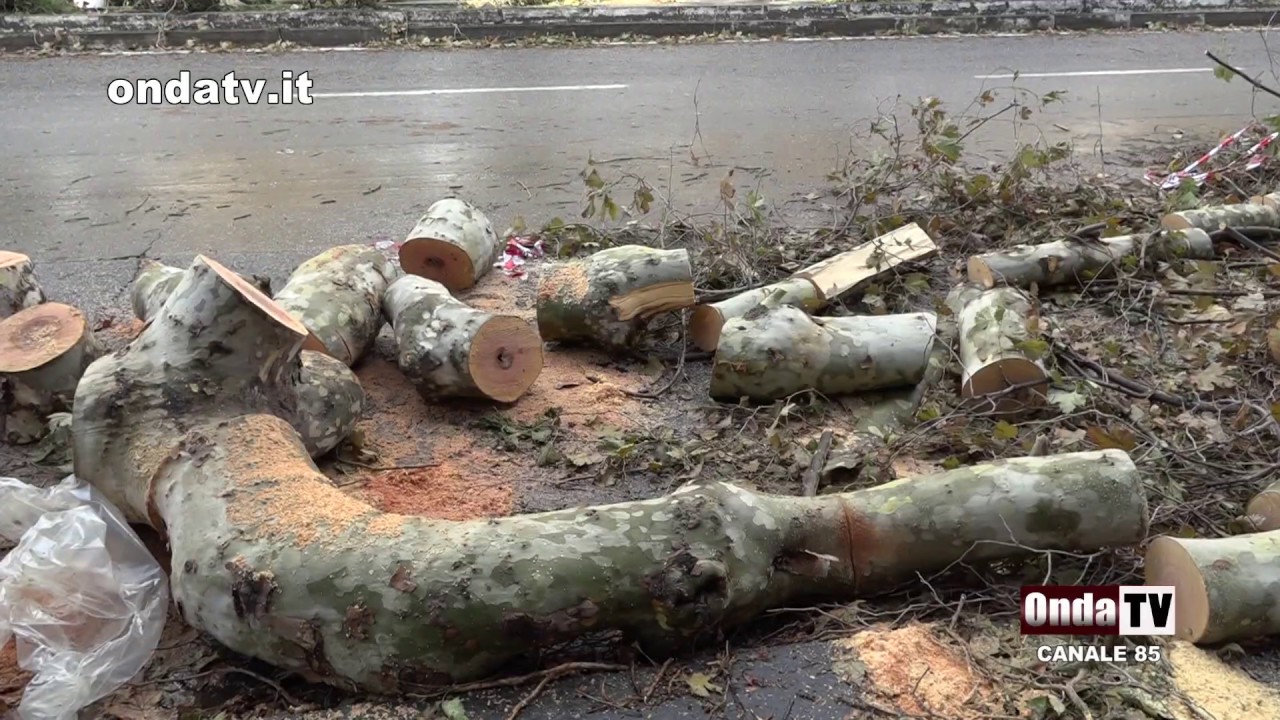 Decine di alberi a terra per il vento a Messina, iniziata la conta dei danni
