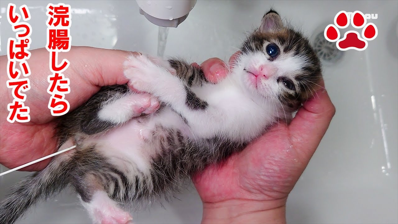Котенок, который не какал 4 дня, клизма дала много какашек.【Aila ＆ Lucy】