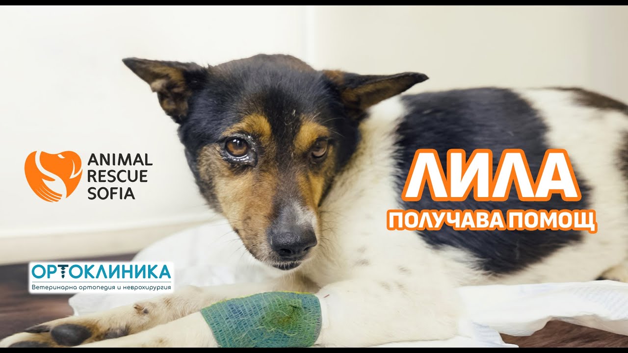ЛИЛА получава ПОМОЩ