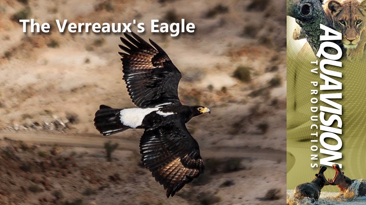 The Verreaux's Eagle 🦅 #birdsofprey #stockfootage