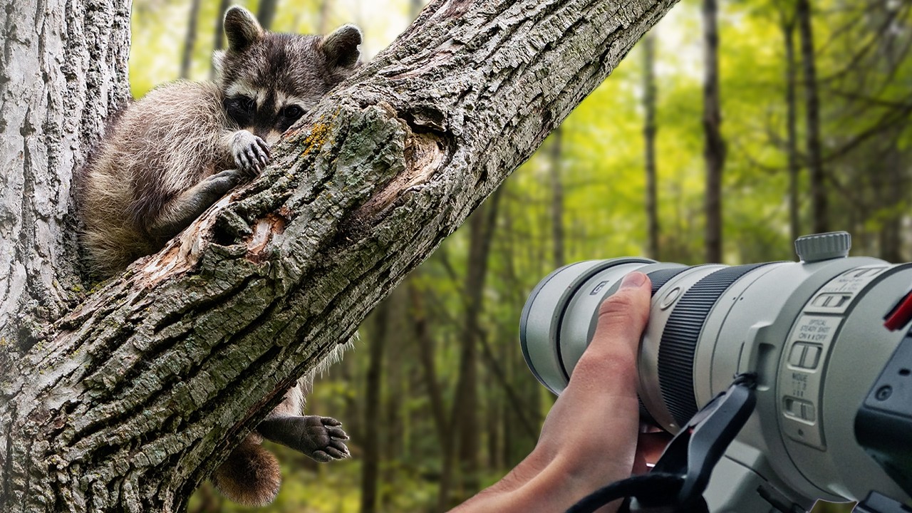 Chasing Wildlife Moments: A Photography Story