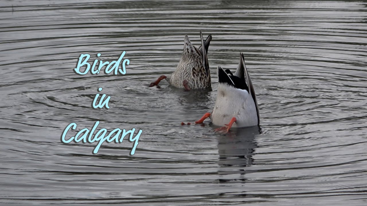 Birds in Calgary