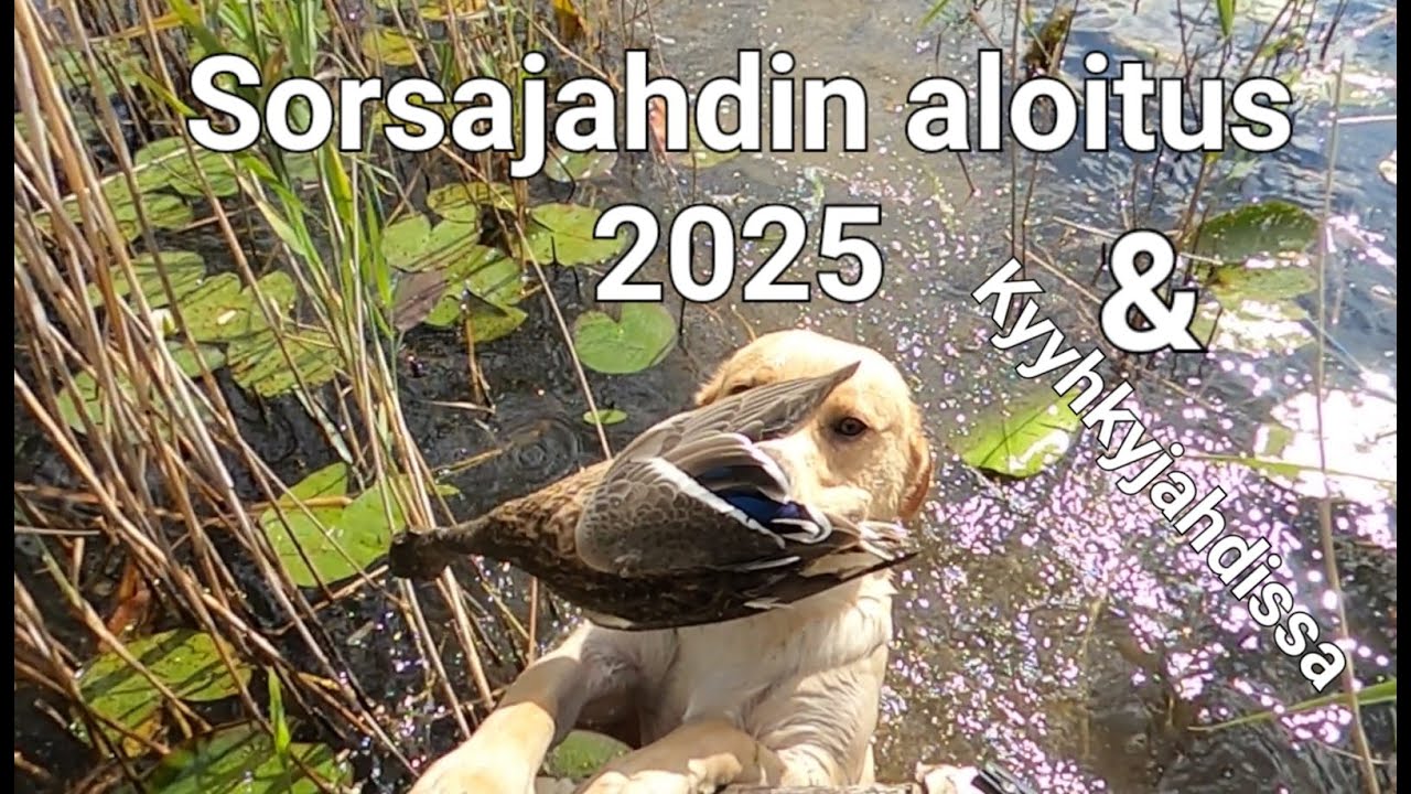 Sorsajahdin aloituspäivä 2025 | Kyyhkyjahdissa | @eramiehenmatkassa #sorsajahti #kyyhkyjahti