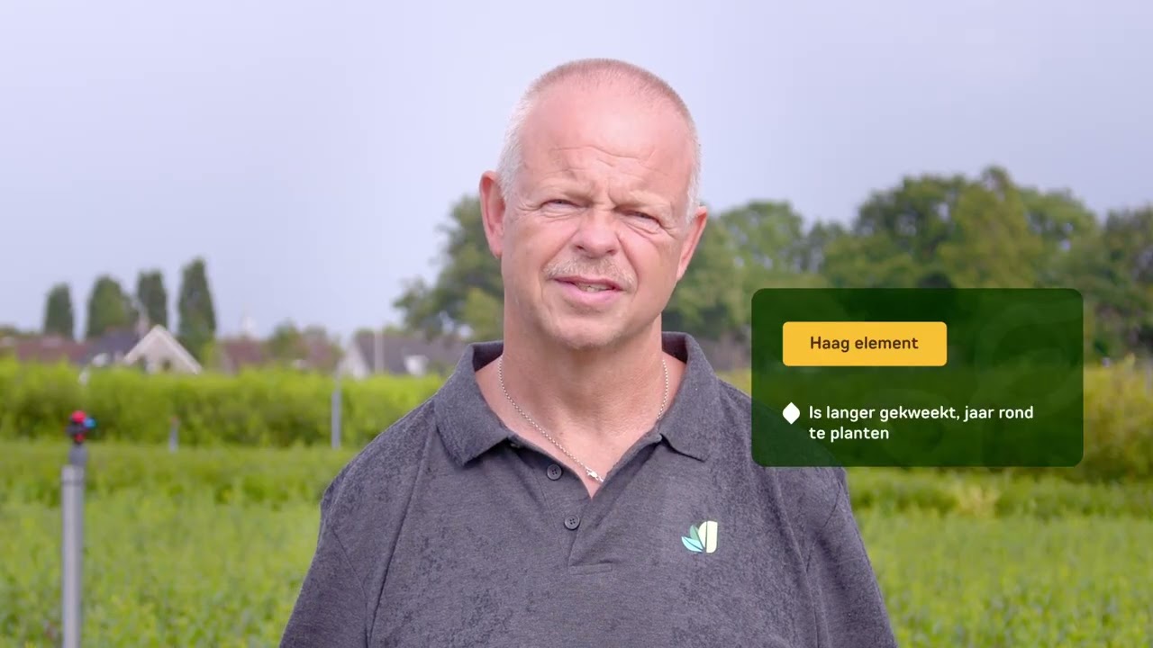 Liguster haag (Ligustrum)