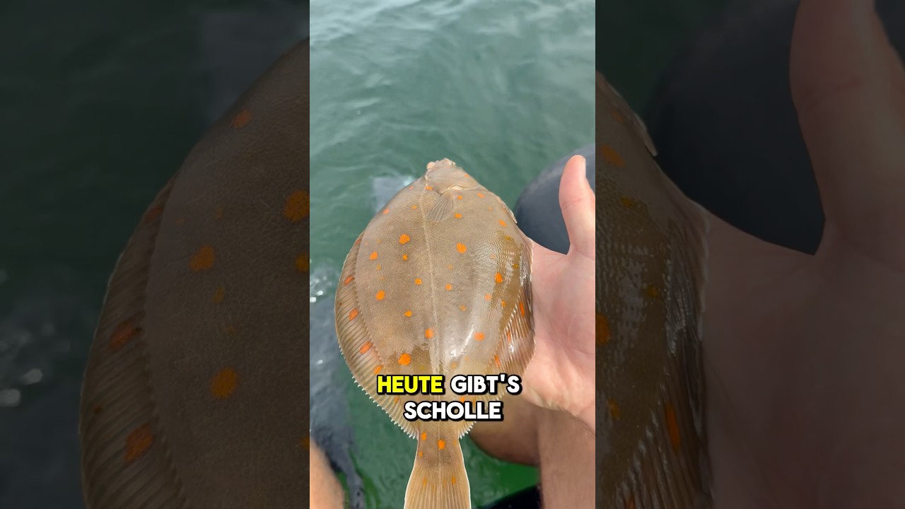 Mit Garnele auf Scholle! Besser als Wattwurm!🦐🪱 #fishing #ostsee #scholle