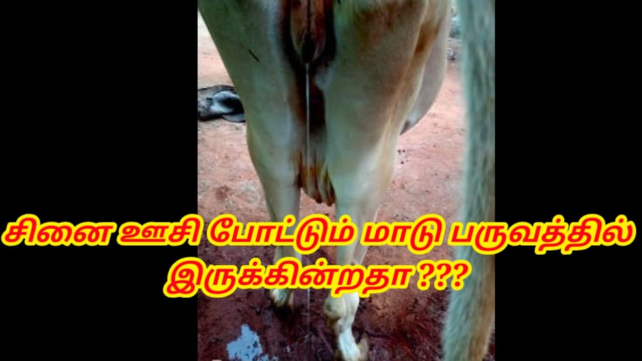 சினை ஊசி போட்டும் மாடு பருவத்தில் இருக்கின்றதா???