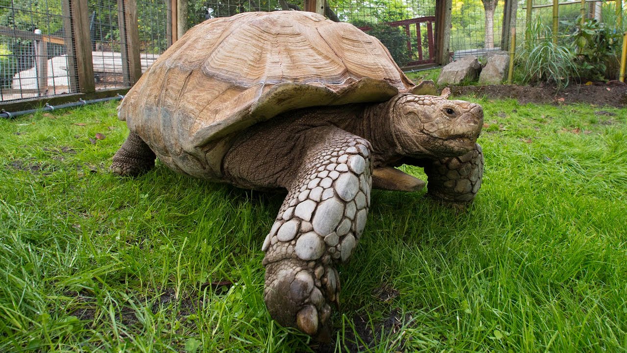 Meet Dozer the African Spurred Tortoise