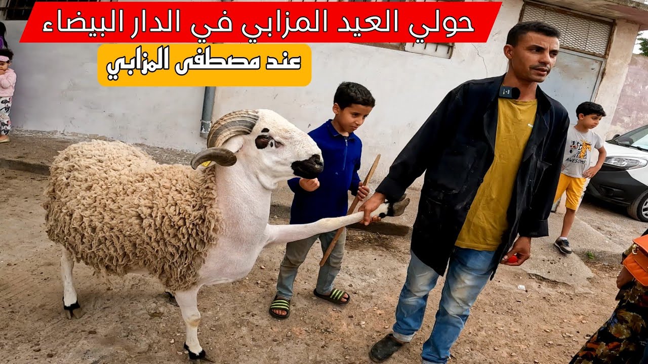 الحولي المزابي حاليا متوفر في مدينة الدار البيضاء عند مصطفى المزابي