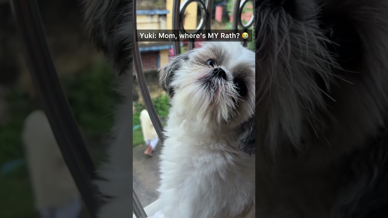 Late Rath Yatra upload because I just found this gem in my gallery 😂🐶 #rathyatra2026 #viral #fyp