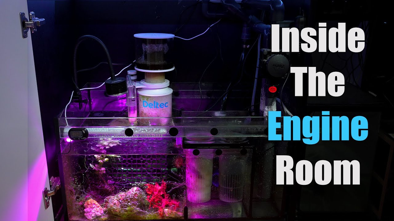 Обзор/экскурсия по отстойнику Red Sea Reefer 350 V3