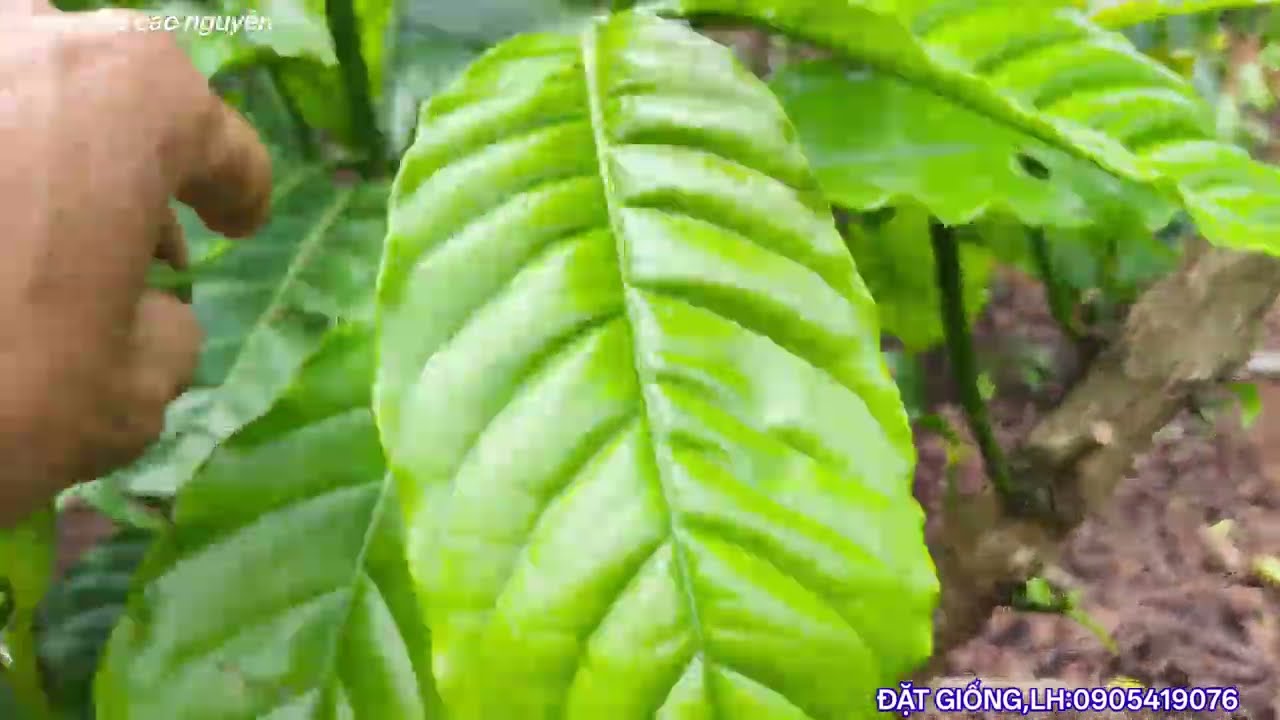 Cách chọn vị trí nuôi cành bắp cho cây cà phê 