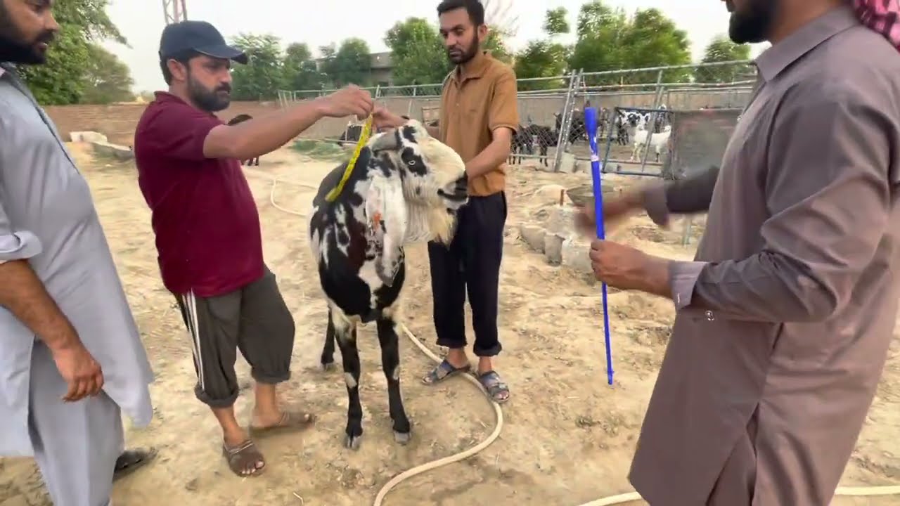 Copper Capsules For Goats // بکروں کو کاپر کیپسول دینا