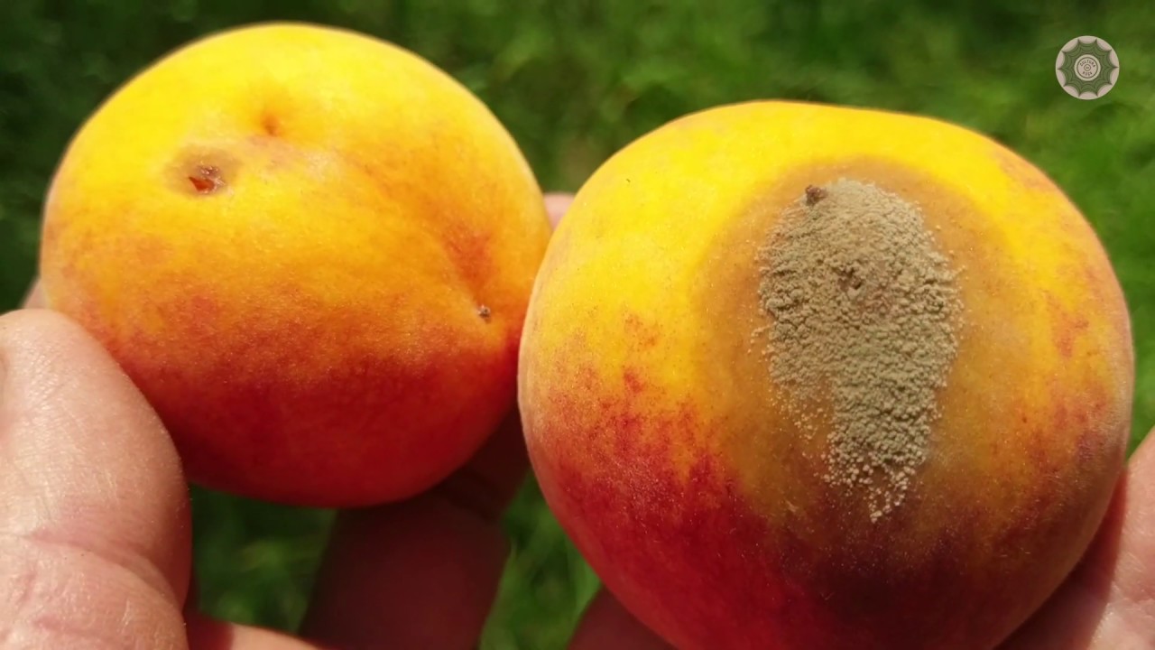 Prevenção e Controle da PODRIDÃO PARDA ou PODRIDÃO dos FRUTOS!!