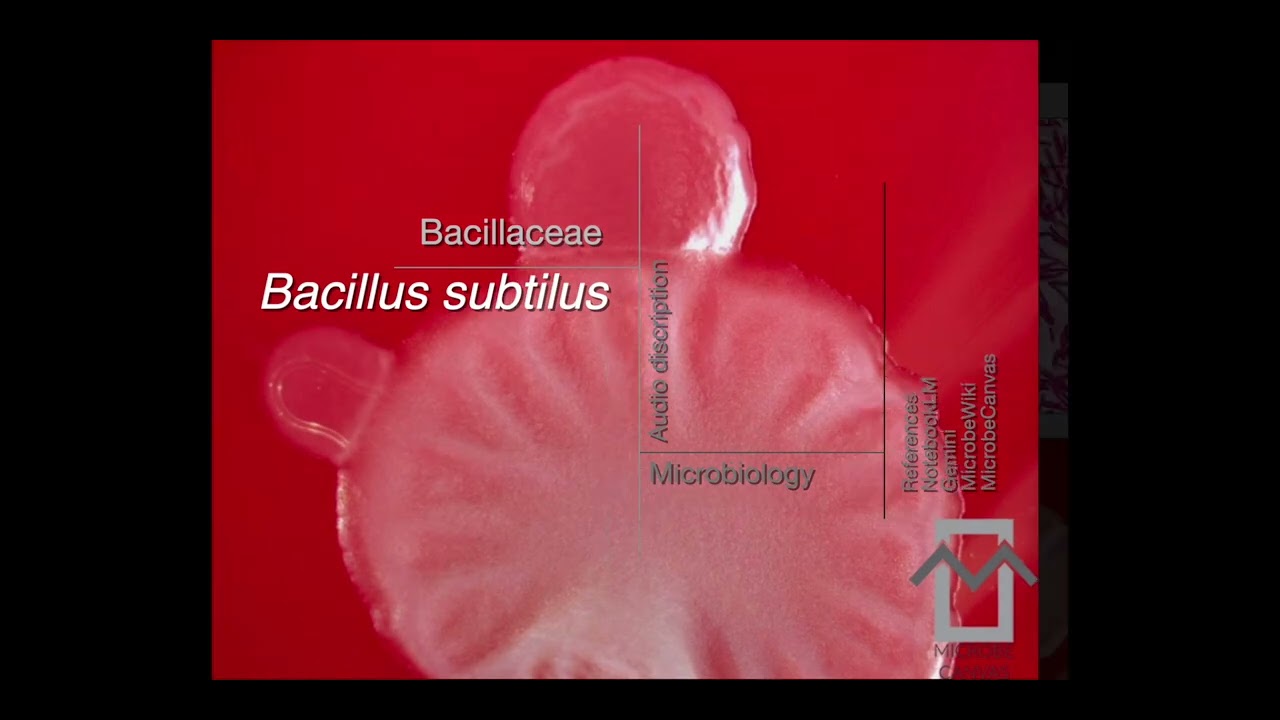 🔬 Bacillus subtilis: A Deep Dive for Medical Microbiologists 🔬