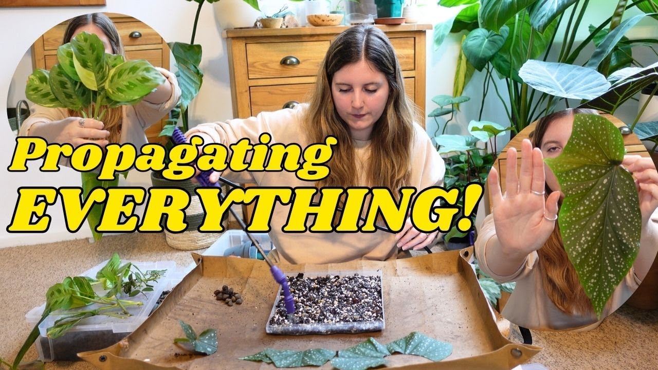 BUTCHERING My Begonia ✂️and SO MANY MORE PROPAGATIONS 🌱💚