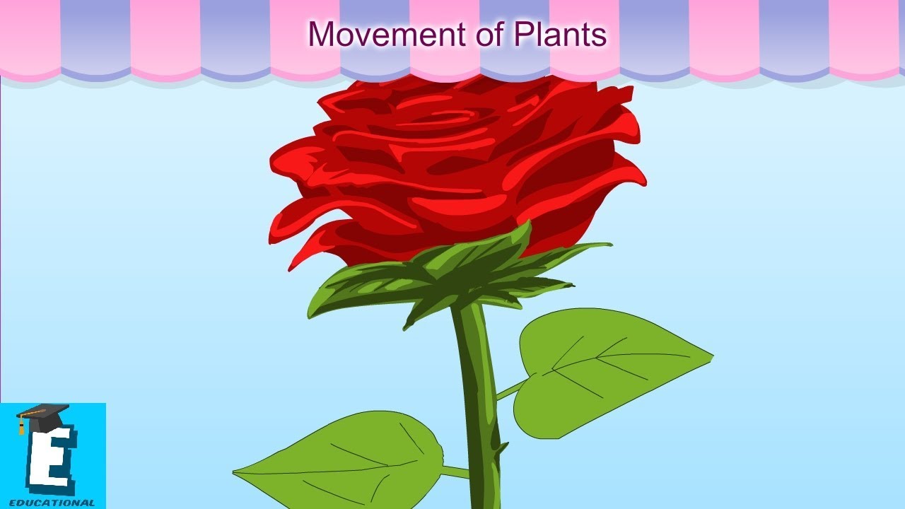 Movement of Plants Learn for Children and Kids | EDUKID Learning