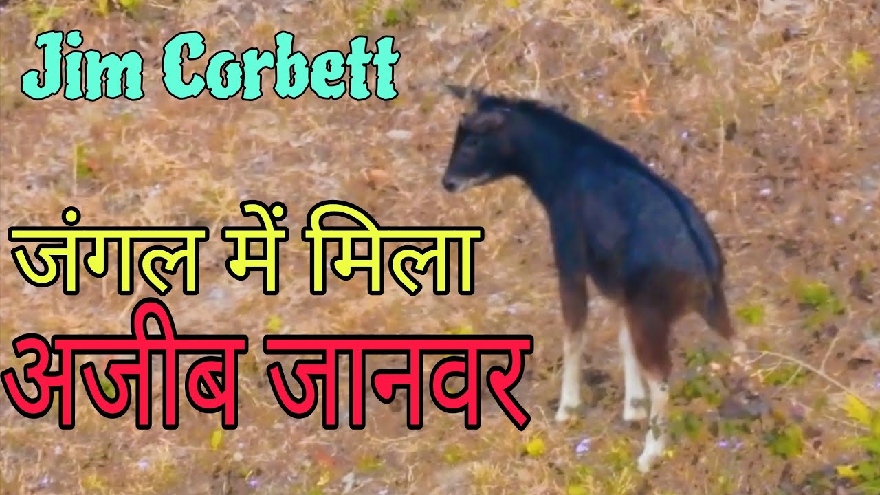 Rare Animal in Jim Corbett l Jim Corbett National Park  | Serow