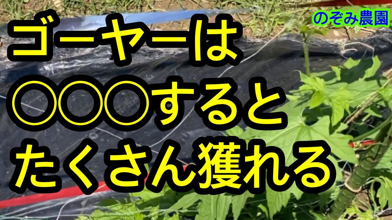 【ゴーヤの重要作業】これをするだけでゴーヤが驚くほど獲れるようになります。