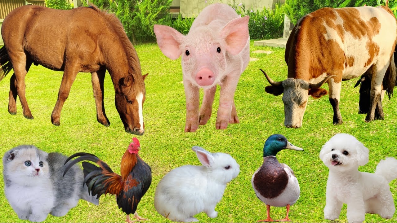 Cute Farm Animals: Cow, Horse, Sheep, Rabbit, Duck, Pig, Chicken, Dog, Cat-Animal Sounds
