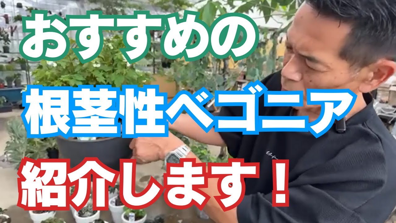 【切り抜き動画】おすすめの根茎性ベゴニア紹介します！