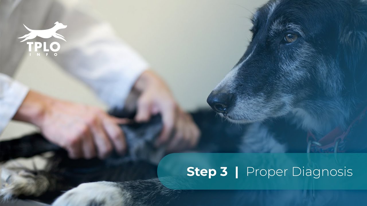 TPLO Info Step 3: Proper Diagnosis
