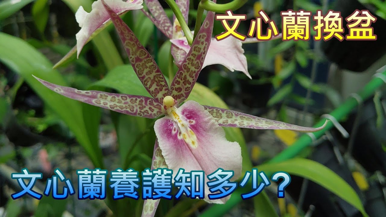【犀利小農莊32】文心蘭換盆，文心蘭養護條件的特殊性，Mtdm. Hawaiian Sunset 由親本 Mtdm. Sunset X Milt. warscewiczii，