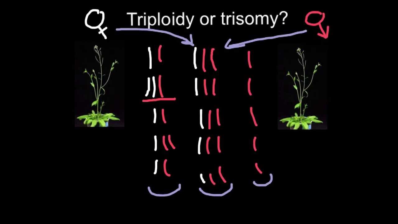 Triploidy or Trisomy what is the difference?