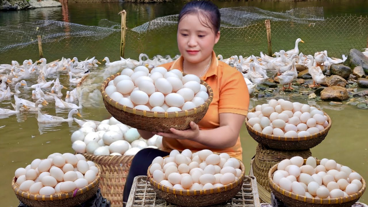 Peaceful Farm Harvesting Duck Eggs from 500Ducks at the Stream and Taking Them to the Market to Sell