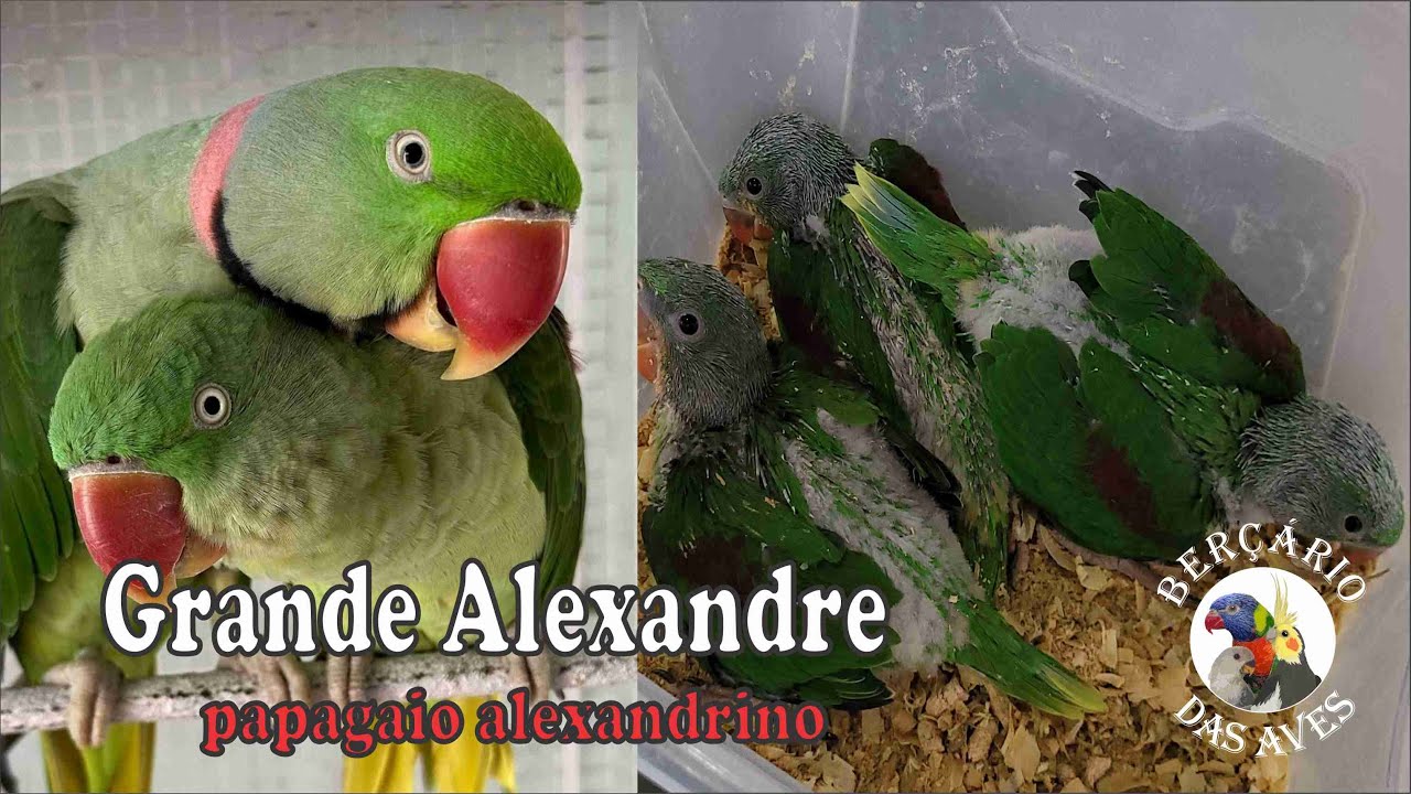Grande Alexandre - Papagaio Alexandrino - Saiba Tudo Sobre a Espécie