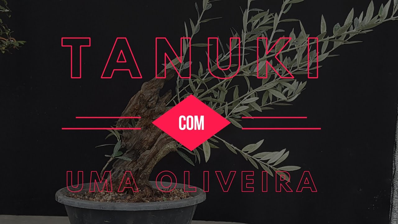 Bonsai - Técnica de tanuki com Oliveira