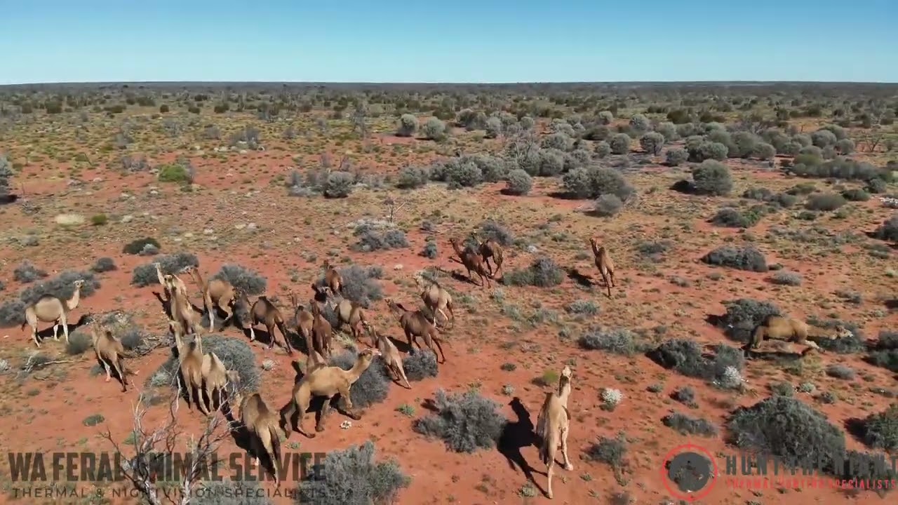 Mustering up feral camels in Outback Australia using a DJI Mavic Drone