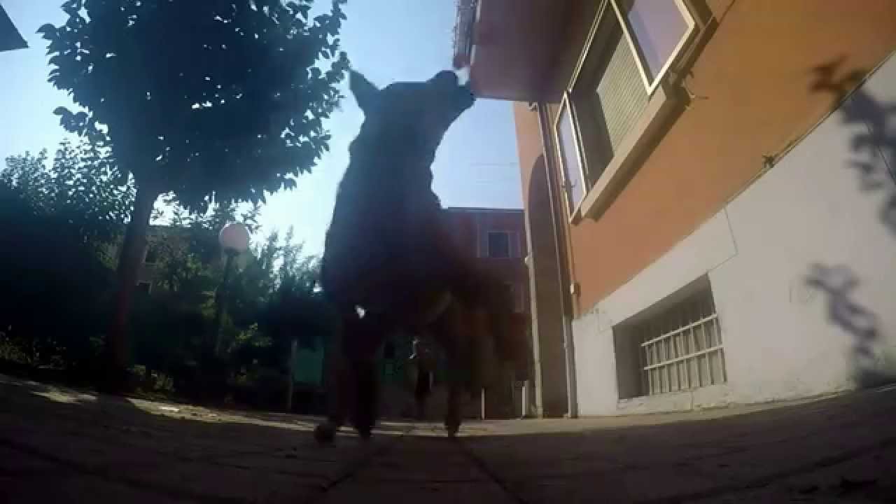 Dog SMASH GoPro | SLOWMOTION |