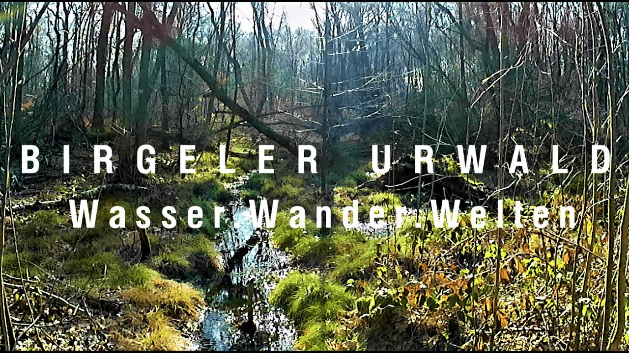 HIKING LUCY: Wasser.Wander.Welt. - Birgeler Urwald