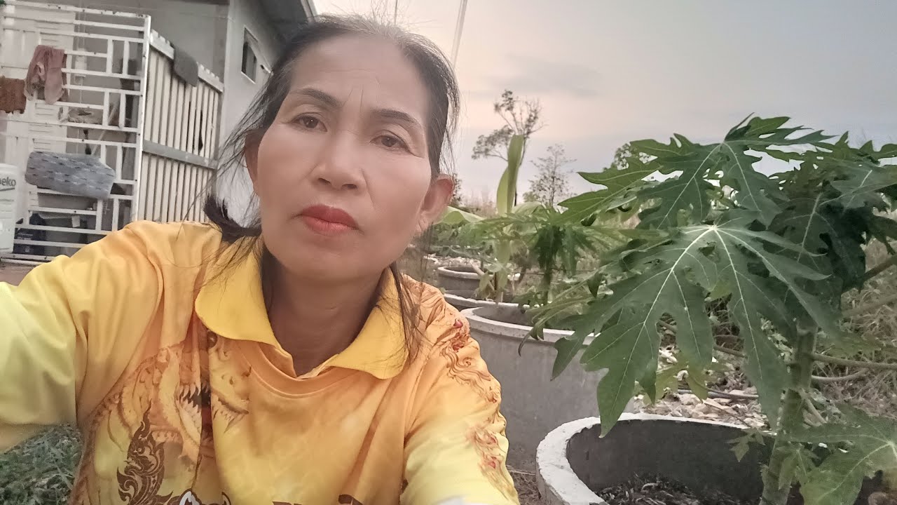 สด   มารดน้ำต้นไม้บ้านป้าอ้วน
