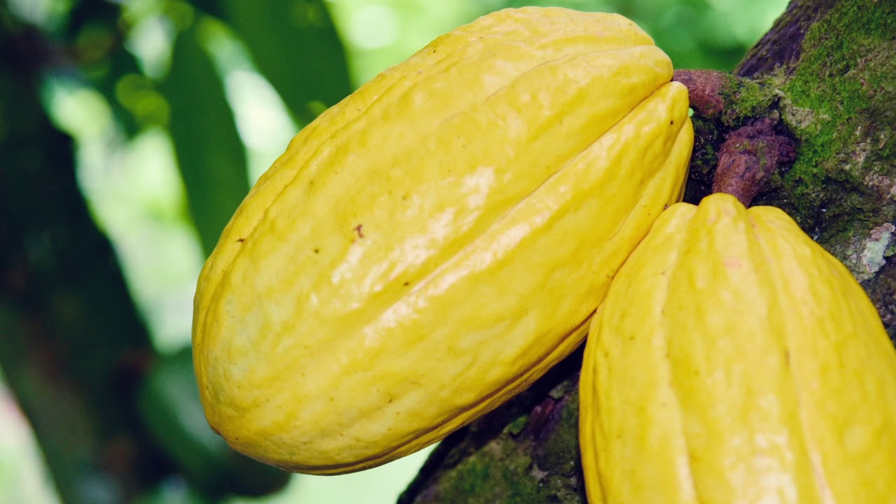 Le meilleur insecticide Cacao