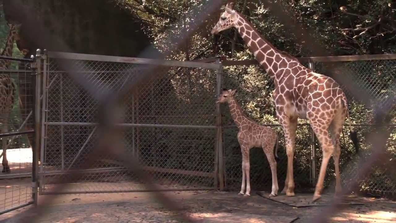 Animal Quarantine