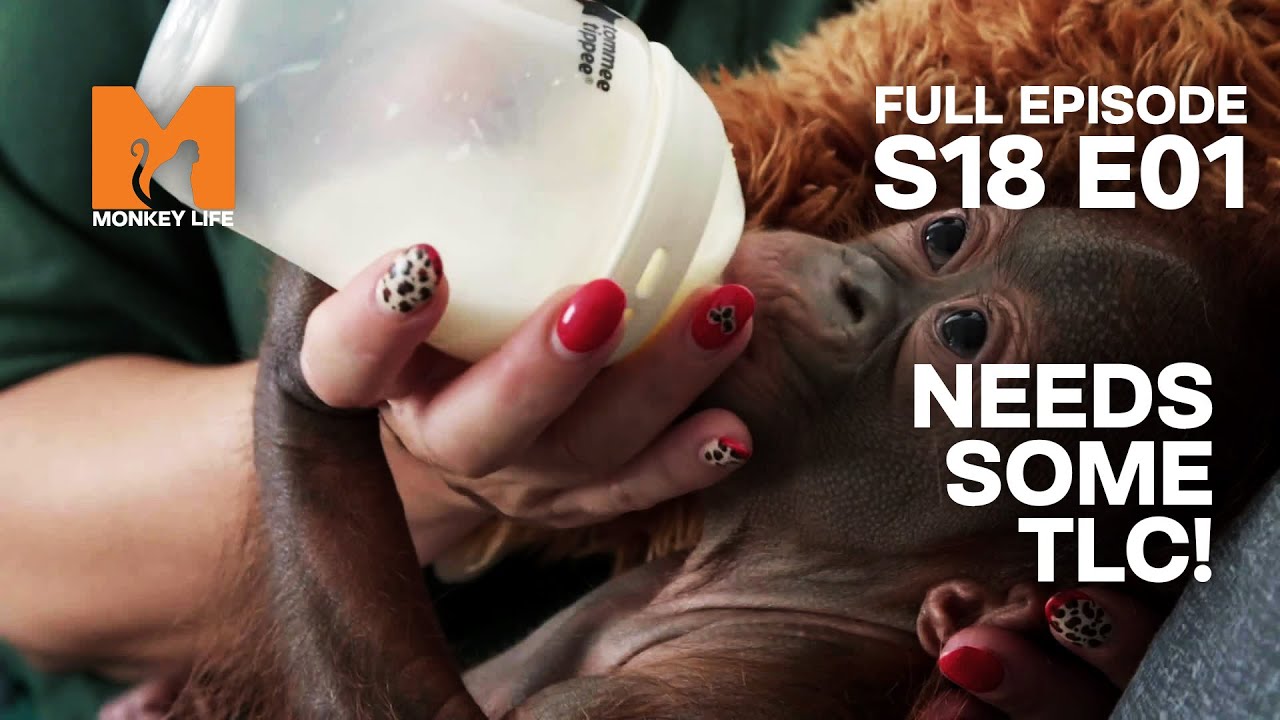 Alison Plays Step Mum For Irish Baby Orang Sibu | Season 18 Episode 1 | Full Episode | Monkey Life