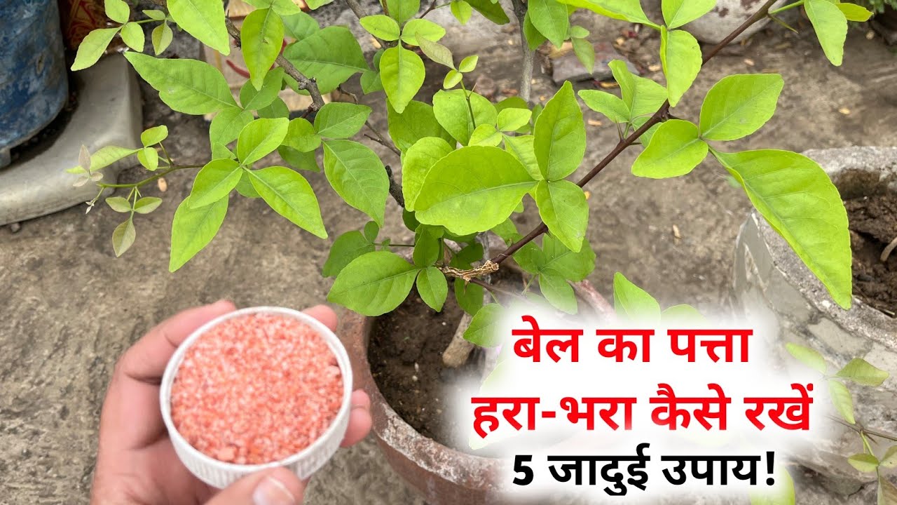 बेल का पत्ता खराब होने के कारण और उपाय | घर पर ही करें ये आसान उपचार!