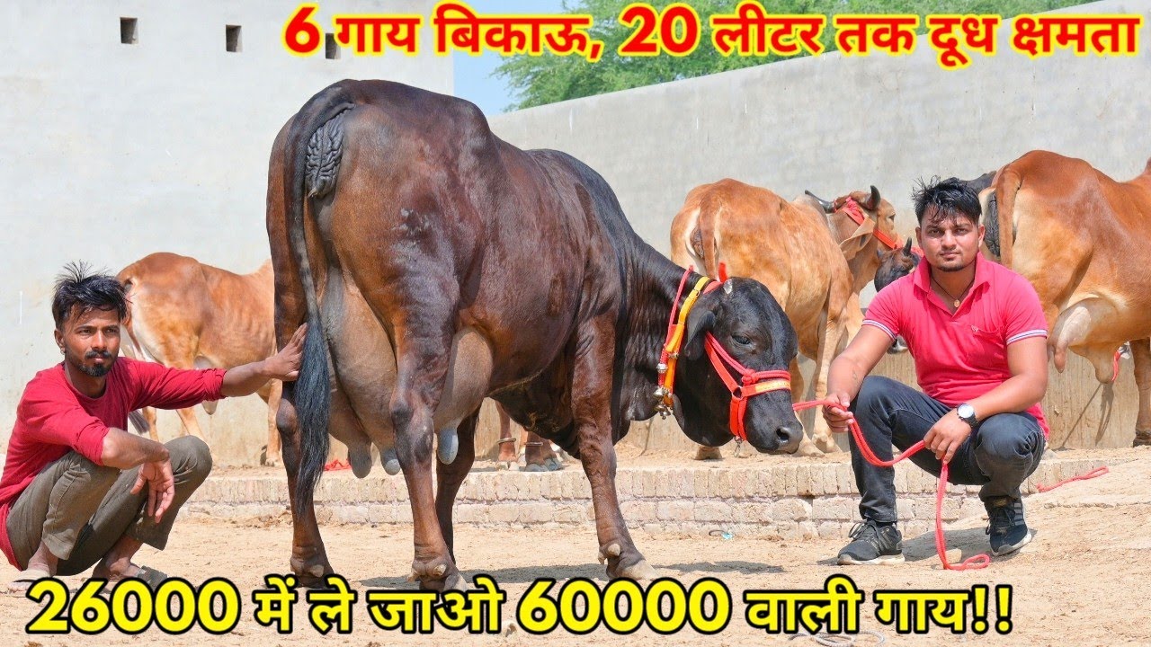 26000 से आज के दाम शुरू!! 20 लीटर तक दूध की 6 देसी नस्लों की गाय बिकाऊ। New Rao ji Dairy Farm