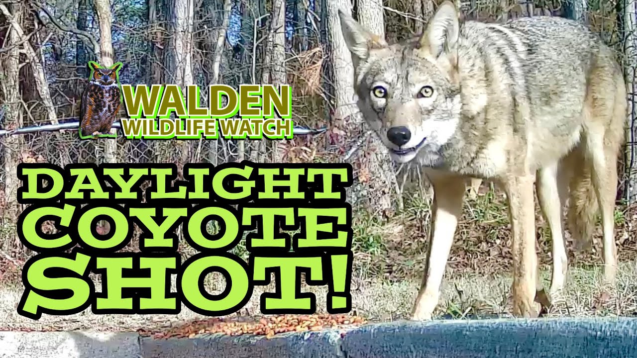 Rare Daylight Trailcamera Coyotes Capture! 