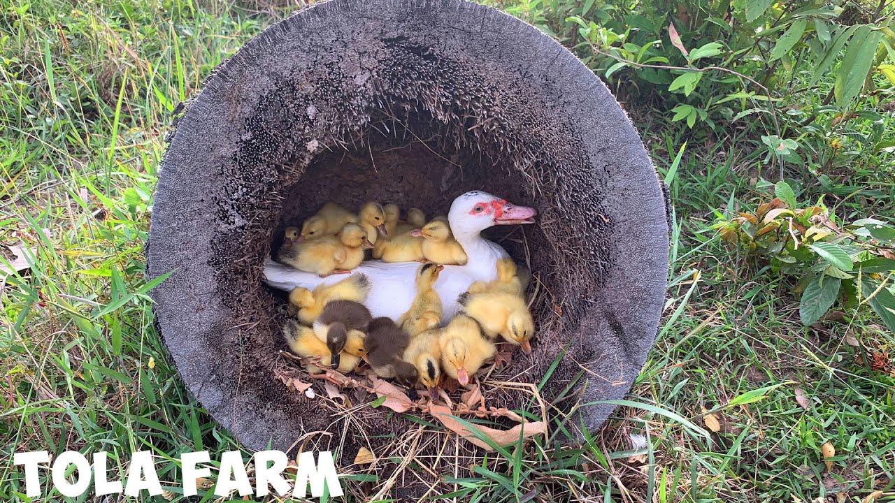 Amazing Pekin Duckling Hatching From Eggs-Nee Baby Duck Born#tolafarm
