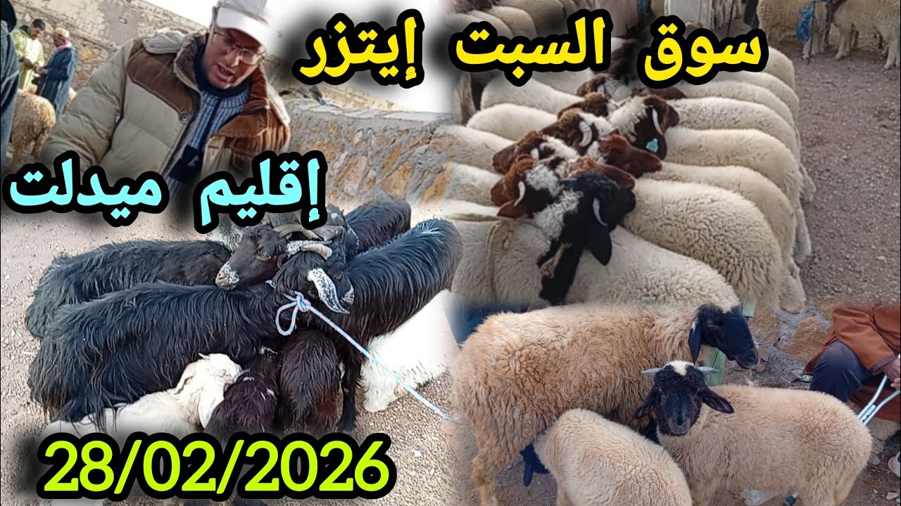 ثمن خروف خروفة نعجة عنزي حولي بسوق السبت إيتزر بتاريخ 28/02/2026 #اكسبلور #animals 