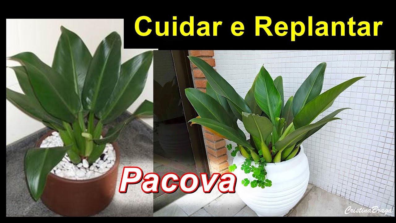 Pacova Planta | Como replantar pacova cultivo