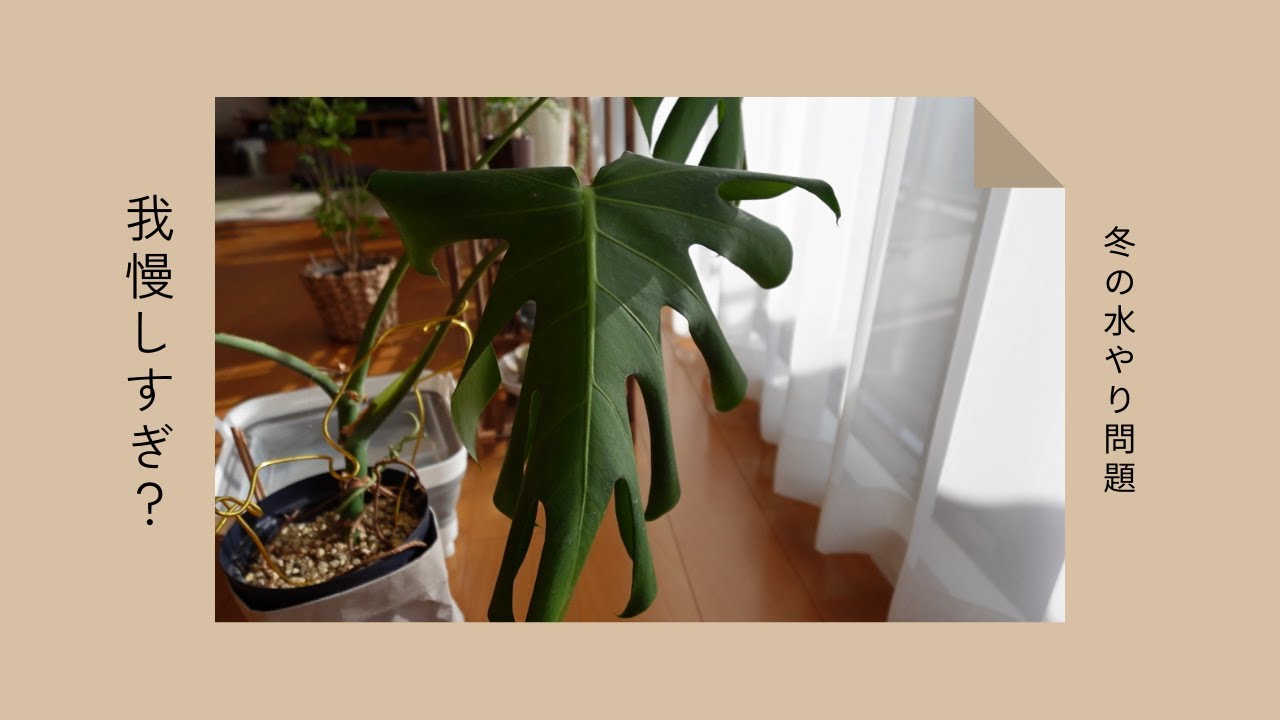 【観葉植物】これって正解？😥