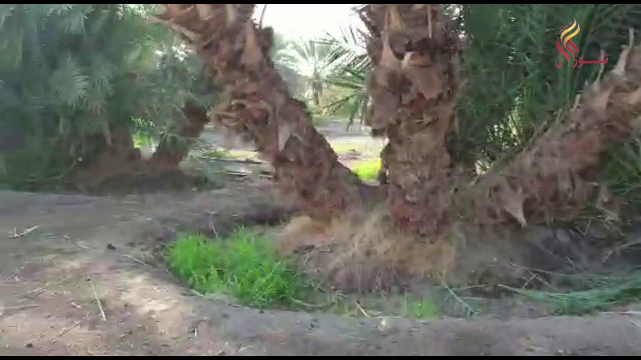 مزرعة في البوير المدينة المنورة