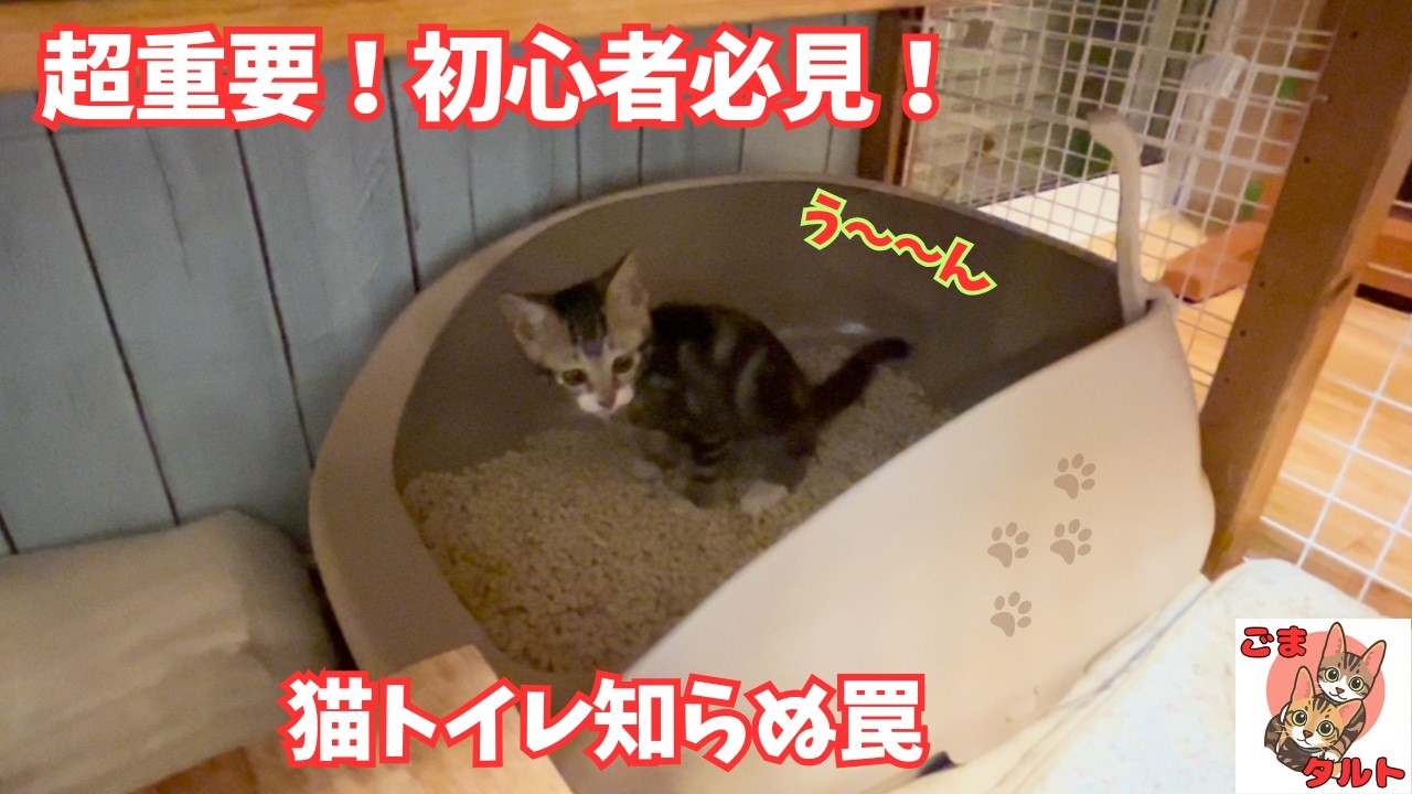 猫のトイレ掃除はここが重要！初心者でも簡単ルーティン
