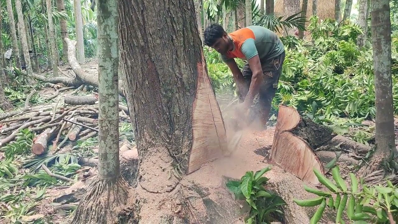 **🔥 Amazing Skills Tree Cutting Man ‼️🌳 Commander Mahmud Khan** #WoodMastery @Wood_Mood