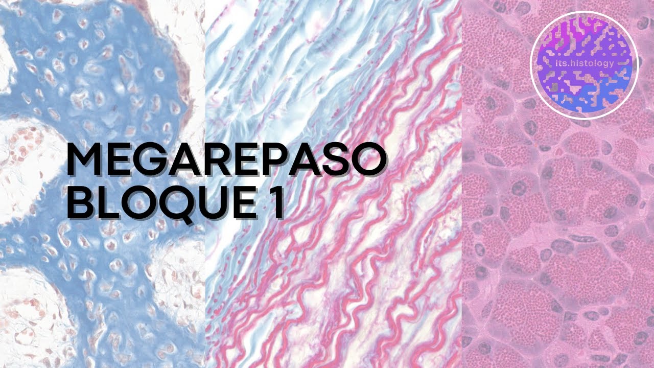 MEGAREPASO BLOQUE 1 (parte 3) - 2025