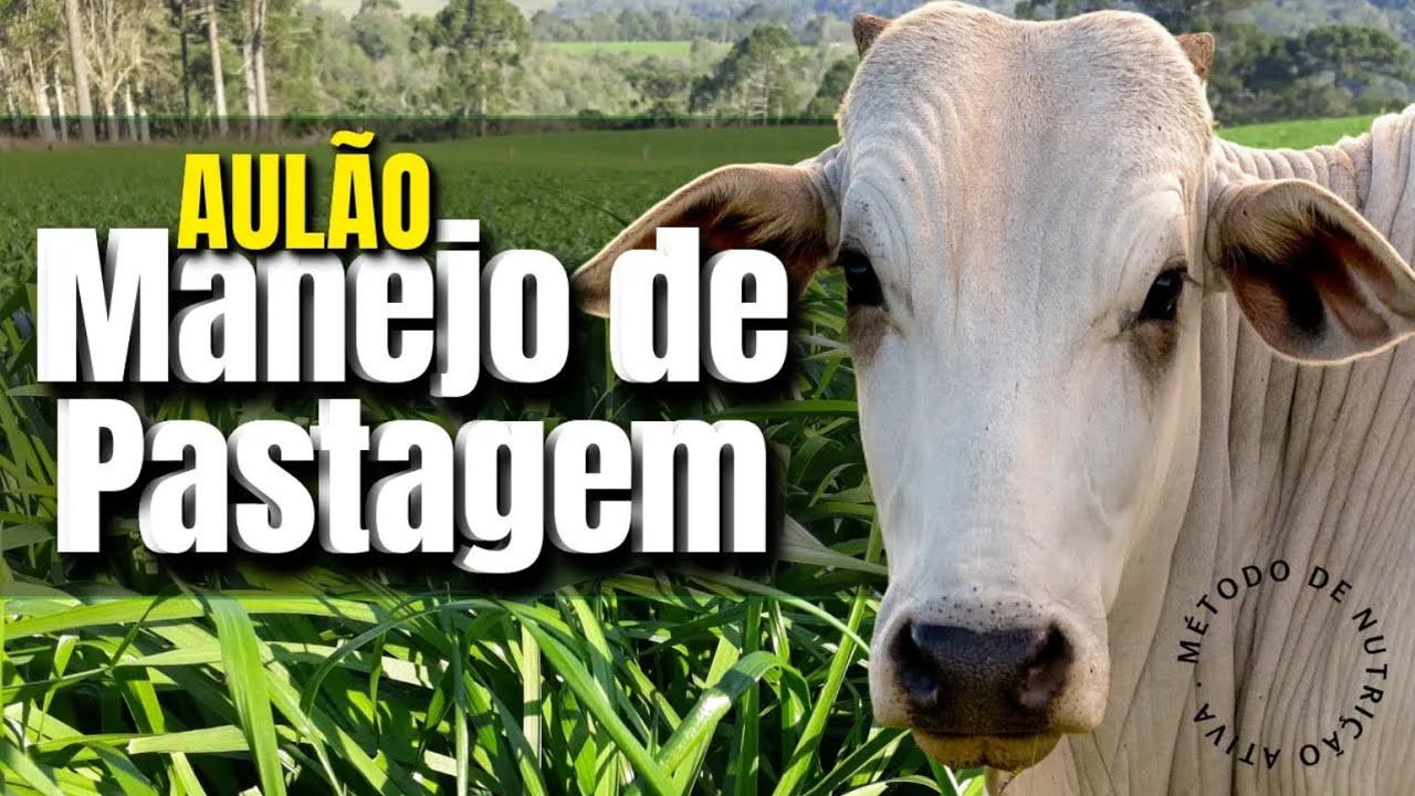 AULÃO MANEJO de PASTAGEM #pecuária