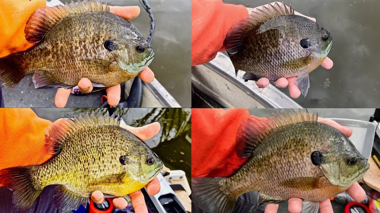 Tackle Tip Tuesday - Giant Bluegill Fishing (Big Bluegill Secrets!)